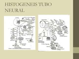 HISTOGENEIS TUBO
NEURAL
 