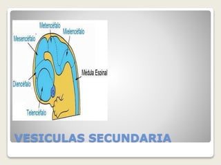 VESICULAS SECUNDARIA
 