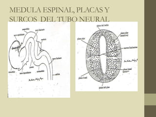 MEDULA ESPINAL, PLACAS Y
SURCOS DEL TUBO NEURAL
 