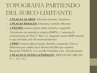 TOPOGRAFIA PARTIENDO
DEL SURCO LIMITANTE
• 2 PLACAS ALARES. Aferentes dorsales Sensitivas
• 2 PLACAS BASALES Eferentes, ventrales Motoras
• 1 TECHO conecta placas alares derecha e izquierda.
• Ectodermo no neurual se expresa BMP4 y / aumenta la
concentración de Pax3-7 Msx 1,2 . Segundo centro BMP activina
lo que dorsaliza cels del neuroectodermo.
• 1 PISO. Conecta placas basales derecha e izquierda. Este se
diferencia por señales de la Notocorda Shh que reprime
liberación NKX2.2- 6.1 con ello Ventraliza a las motoneuronas
• 2 PLACAS O ASTAS LATERALES . MIXTAS SE UBICAN
T 1 – L2 o L3
 