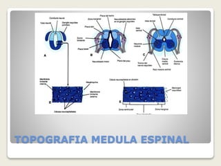TOPOGRAFIA MEDULA ESPINAL
 
