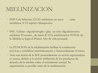 MIELINIZACION
• SNP. Cels Schwann (CCN) mielinizan un axon vaina
neurilema, 4/12 aspecto blanquesino.
• SNC. Células oligodentroglia ( glia) un solo oligodentrocito
mieliniza 50 axones , da inicio $/12 la mielinización TOTAL de
la Médula se logra el Primer Año de vida posnatal.
• La FUNCION de la mielinización facilitar la conducción
nerviosa y estabilizar anatómicamente y funcionalmente el tracto.
• Ante una lesión de la M.E posnatalmente su acción regeneradora
es escasa, debido a la acción inhibitoria de los productos de
desecho de la mielina sobre el crecimiento axonal. Su
regeneración es posible antes de la mielinización.
 