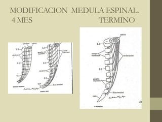 MODIFICACION MEDULA ESPINAL.
4 MES TERMINO
 