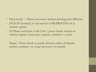 • Dura madre + Raíces nerviosas forman prolongación filiforme.
• FILIUM Terminal, el cual muestra el RETROCESO de la
médula espinal .
• El Filium termoinal va del Cono ( punto donde termina la
médula espinal ) hasta base columna vertebral o coccis.
• Raquis . Punto donde se puede efectuar cultivo de líquido
cerebro escpinal, y es el que da sosten a la médula
 
