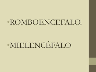 •ROMBOENCEFALO.
•MIELENCÉFALO
 