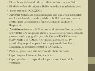 • El romboencéfalo se divide en : Mielencéfalo y metencéfalo.
• El Mielencéfalo da origen al Bulbo raquídeo y se relaciona con:
• pares craneales IX,X,XI,XII.
• Función. Sistema de conducción para vías que Unen al Encéfalo
con los núcleos de entrada y salida en la M.E. Ademas contiene
centros para la regulación y funciones :Latido cardiaco y
Respiración
• La diferencia entre la M.E es que en el mielencefalo sus paredes
se EVIERTEN, sus placas alares y basales se observan fácilmente
y conservan la topografía, , en relación a su TECHO este se
EXPANDE y se ADELGAZA plexos coroideos del IV
ventrículo y se perfora para formar agujeros de Luschka y
Magendie. Su conducto central se EXPANDE.
• Placa del piso . Rafe sitio de cruce de fibras nerviosas
• Capa marginal Observan las piramides.
• Capa ependimaria expanden los plexos coroideos del Iv
ventrículo
 