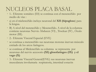 NUCLEOS PLACA BASAL
• 1.- Eferente somático (ES) se continua con el mesencéfalo por
medio de vías :
• a) en el mielencéfalo incluye neuronal del XII (hipogloso) para
la lengua.
• B) A nivel del metencéfalo y Mesencéfalo. A nivel de la columna
contiene neuronas Nervio Abducen (VI) , Troclear (IV) , Óculo
motor (III).
• 2.- Eferente Visceral Especial (EVE)
• se continua a metencéfalo sus neuronas motoras inervan músculo
estriado de los arcos faríngeos.
• se continua al Mielencéfalo su columna se representa por
neuronas del nervio accesorio (XI) glosofaríngeo (IX) y el
vago (X)
• 3.- Eferente Visceral General(EVG) sus neuronas inervan
musculatura involuntaria respiratoria, intestinal corazón
 