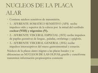 NUCLEOS DE LA PLACA
ALAR
• Contiene núcleos sensitivos de transmisión.
• 1.- AFERENTE SOMATICO SENSITIVO (AFS) recibe
impulsos oído y superior de la cabeza por la mitad del vestibulo
coclear (VIII) y trigemino (V).
• 2.- AFERENTE VISCERAL ESPECIAL (AVE) recibe impulsos
de papilas gustativas de lengua , paladar, orofaringe y epiglotis.
• 3.- AFERENTE VISCERAL GENERAL (AVG) recibe
impulsos interoceptivos del tracto gastrointestinal y corazón.
Núcleos de la placas alares migran a las placas basales y se
diferencian en NUCLEOS DE LAS OLIVAS, gracilis y cuneiforme
transmiten información propioceptiva consiente
 