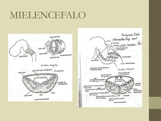 MIELENCEFALO
 