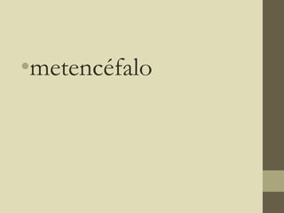 •metencéfalo
 