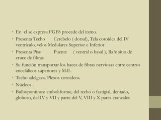 • En el se expresa FGF8 procede del itsmo.
• Presenta Techo Cerebelo ( dorsal), Tela coroidea del IV
ventrículo, velos Medulares Superior e Inferior
• Presenta Piso Puente ( ventral o basal ), Rafe sitio de
cruce de fibras.
• Su función transportar los haces de fibras nerviosas entre centros
encefálicos superiores y M.E.
• Techo adelgaza. Plexos coroideos.
• Núcleos .
• Bulbopontinos: emboliforme, del techo o fastigial, dentado,
globoso, del IV y VII y parte del V, VIII y X pares craneales
 