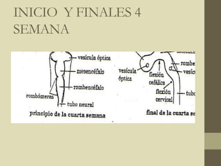 INICIO Y FINALES 4
SEMANA
 