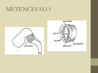 METENCEFALO
 