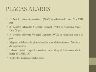 PLACAS ALARES
• 1.- Núcleo aferente somático (NAS) se relacional con el V y VIII
par
• 2.- Núcleo Aferente Visceral Especial (AVE) se relaciona con el
IX y X par.
• 3.- Núcleo aferente Visceral General (AVG) se relaciona con el X
par.
• Migran núcleos a la placas basales y se diferencian en Núcleos
de la pontinos.
• Labios rombicos que formarán el cerebelo y al fusionarse darán
lugar al VERMIX.
• Todos los núcleos cerebelosos
 