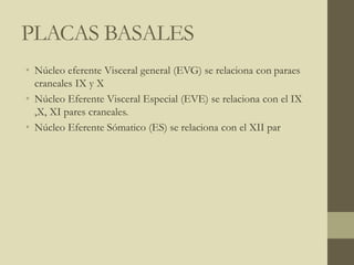 PLACAS BASALES
• Núcleo eferente Visceral general (EVG) se relaciona con paraes
craneales IX y X
• Núcleo Eferente Visceral Especial (EVE) se relaciona con el IX
,X, XI pares craneales.
• Núcleo Eferente Sómatico (ES) se relaciona con el XII par
 
