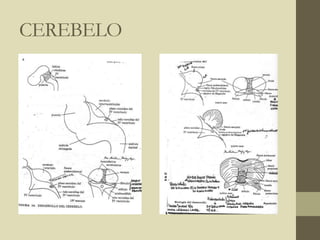CEREBELO
 