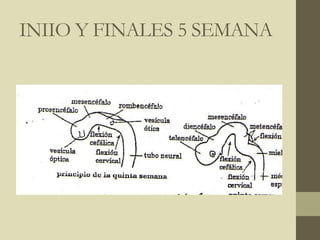 INIIO Y FINALES 5 SEMANA
 