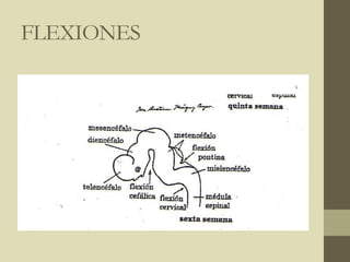 FLEXIONES
 