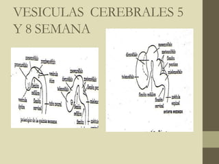 VESICULAS CEREBRALES 5
Y 8 SEMANA
 
