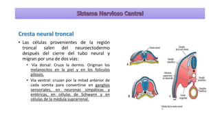 Neuroectodermo Sistema nervioso 2022 embriologia y desarrollo.pdf
