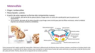 Labios Rombicos Sistema nervioso 2022 embriologia y desarrollo.pdf