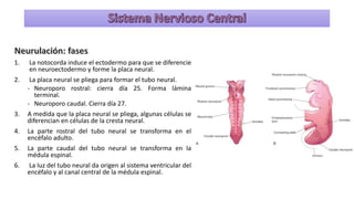 Neuroectodermo Sistema nervioso 2022 embriologia y desarrollo.pdf