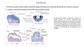 Labios Rombicos Sistema nervioso 2022 embriologia y desarrollo.pdf
