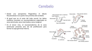 Labios Rombicos Sistema nervioso 2022 embriologia y desarrollo.pdf