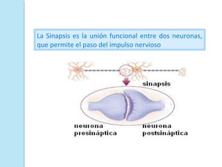 La Sinapsis es la unión funcional entre dos neuronas,
que permite el paso del impulso nervioso
 