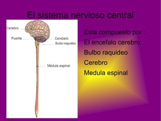 El sistema nervioso central Esta compuesto por : 