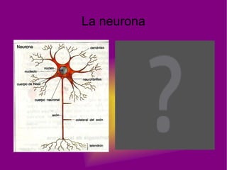 Cerebro 