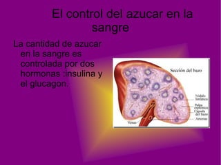 Las neuronas,adecuadas para transmitir impulsos nerviosos. 