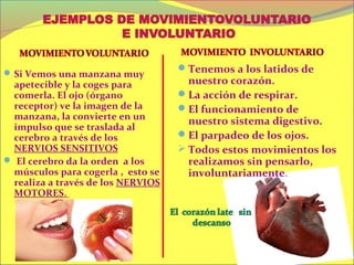  Si Vemos una manzana muy
                                   Tenemos a los latidos de
 apetecible y la coges para          nuestro corazón.
 comerla. El ojo (órgano           La acción de respirar.
 receptor) ve la imagen de la      El funcionamiento de
 manzana, la convierte en un         nuestro sistema digestivo.
 impulso que se traslada al
 cerebro a través de los           El parpadeo de los ojos.
 NERVIOS SENSITIVOS                 Todos estos movimientos los
 El cerebro da la orden a los       realizamos sin pensarlo,
 músculos para cogerla , esto se     involuntariamente.
 realiza a través de los NERVIOS
 MOTORES.
 
