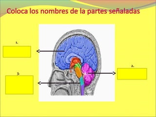 1.

CEREBRO


              2.
   3.      CEREBELO

  BULBO
RAQUIDEO
 
