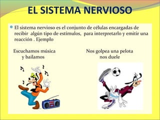 EL SISTEMA NERVIOSO
El sistema nervioso es el conjunto de células encargadas de
  recibir algún tipo de estímulos, para interpretarlo y emitir una
  reacción . Ejemplo

 Escuchamos música                  Nos golpea una pelota
     y bailamos                           nos duele
 