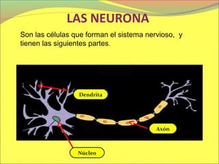 LAS NEURONA
Son las células que forman el sistema nervioso, y
tienen las siguientes partes.




                 Dendrita




                                         Axón



                 Núcleo
 