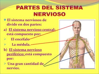 El sistema nerviosos de
  divide en dos partes:
a) El sistema nervioso central:
  está compuesto por:
 El encéfalo
    La médula.
b) El sistema nervioso
  periférico: está compuesto
  por:
 Una gran cantidad de
  nervios.
 