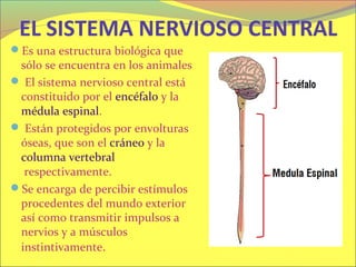 EL SISTEMA NERVIOSO CENTRAL
Es una estructura biológica que
 sólo se encuentra en los animales
 El sistema nervioso central está
 constituido por el encéfalo y la
 médula espinal.
 Están protegidos por envolturas
 óseas, que son el cráneo y la
 columna vertebral
  respectivamente.
Se encarga de percibir estímulos
 procedentes del mundo exterior
 así como transmitir impulsos a
 nervios y a músculos
 instintivamente.
 