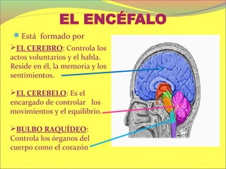 Está formado por
EL CEREBRO: Controla los
actos voluntarios y el habla.
Reside en él, la memoria y los
sentimientos.

EL CEREBELO: Es el
encargado de controlar los
movimientos y el equilibrio.

BULBO RAQUÍDEO:
Controla los órganos del
cuerpo como el corazón
 