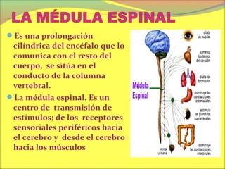 Es una prolongación
 cilíndrica del encéfalo que lo
 comunica con el resto del
 cuerpo, se sitúa en el
 conducto de la columna
 vertebral.
La médula espinal. Es un
 centro de transmisión de
 estímulos; de los receptores
 sensoriales periféricos hacia
 el cerebro y desde el cerebro
 hacia los músculos
 