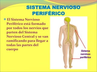 El Sistema Nervioso
 Periférico está formado
 por todos los nervios que
 parten del Sistema
 Nervioso Central y se van
 ramificando para llegar a
 todas las partes del
 cuerpo
 