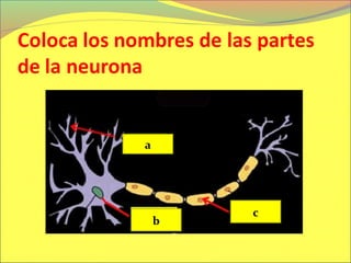 Sistema nervioso para 5° y 6° de primaria  2013