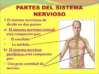 El sistema nerviosos de
  divide en dos partes:
a) El sistema nervioso central:
  está compuesto por:
 El encéfalo
    ...