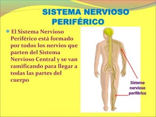 El Sistema Nervioso
 Periférico está formado
 por todos los nervios que
 parten del Sistema
 Nervioso Central y se van
 r...