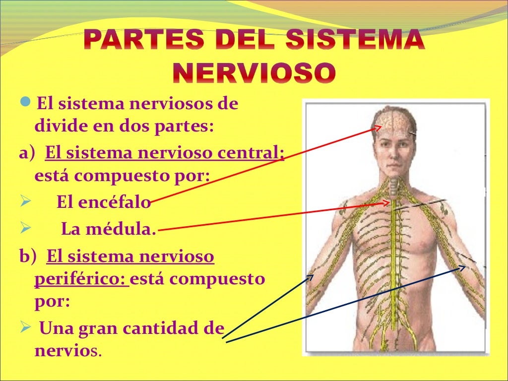 Sistema nervioso para 5° y 6° de primaria 2013