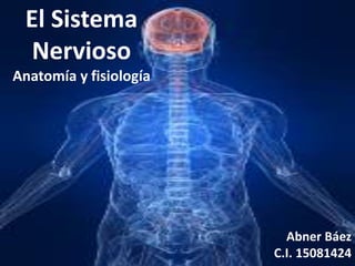 El Sistema
Nervioso
Anatomía y fisiología
Abner Báez
C.I. 15081424
 