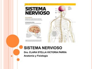 SISTEMA NERVIOSO
Dra. CLARA STELLA VICTORIA PARRA
Anatomía y Fisiología
 