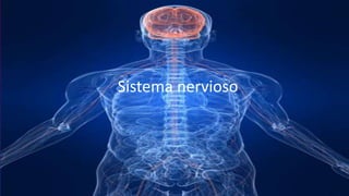 Sistema nervioso
 