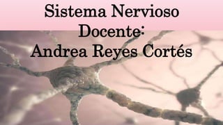 Sistema Nervioso
Docente:
Andrea Reyes Cortés
 
