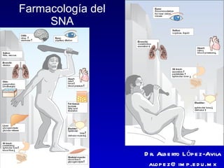 Farmacología del SNA Dr. Alberto López-Avila [email_address] 